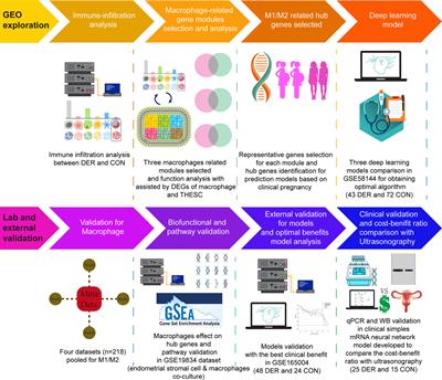 Gradient Boosting Machine Learning Model for Defective Endometrial Receptivity Prediction by Macrophage-Endometrium Interaction Modules